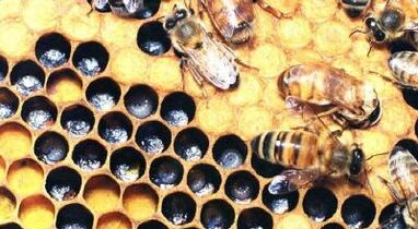 leczenie żylaków produktami pszczelimi