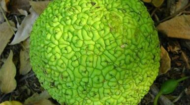 przepisy na napary do leczenia żylaków