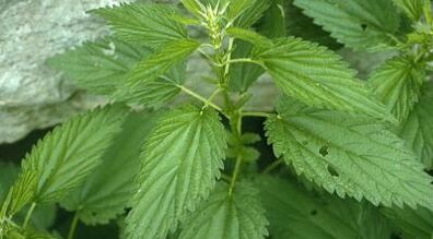 wywary ziołowe do leczenia żylaków